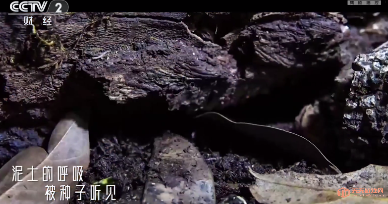 ǰߵtv°汾2025