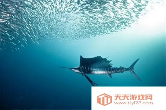 沙丁鱼星球2025官方最新版本 沙丁鱼星球2025官方最新版本