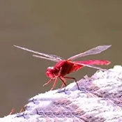 �����ѵ��Ӻ��Ӱ�׿���ֻ���v1.0 ��Ѱ�