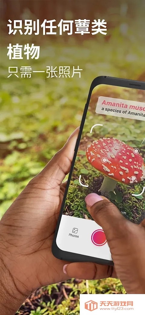 Picture Mushroom2026�ٷ������ͼ1