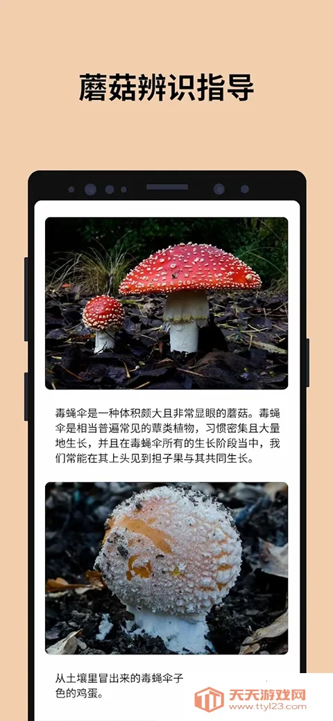 Picture Mushroom2026�ٷ������ͼ3